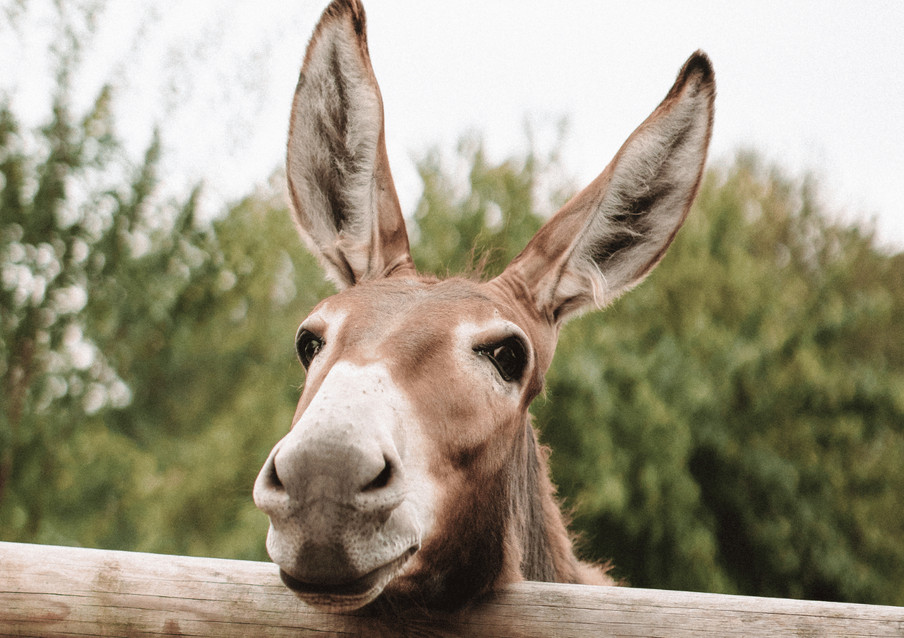 Les animaux de l'Auberge du Val au Cesne près de Rouen